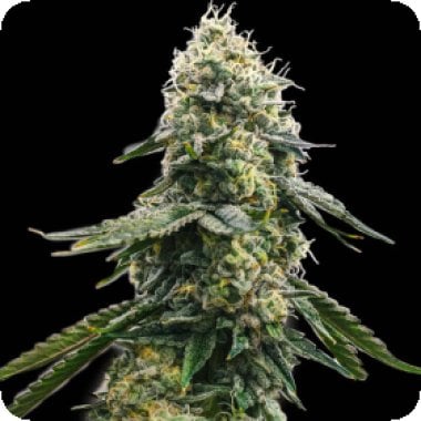 Spliff Cannabis Seeds Zkittlez