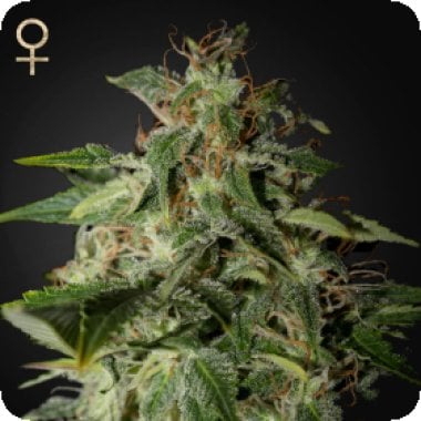 Strain Hunters Cannabis Seeds Afgooey