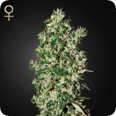 Strain Hunters Cannabis Seeds Big Tooth