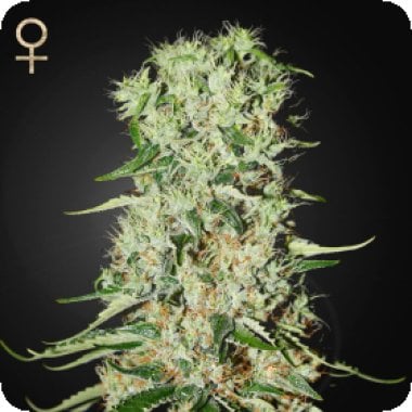 Strain Hunters Cannabis Seeds Damnesia