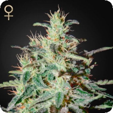Strain Hunters Cannabis Seeds White Lemon