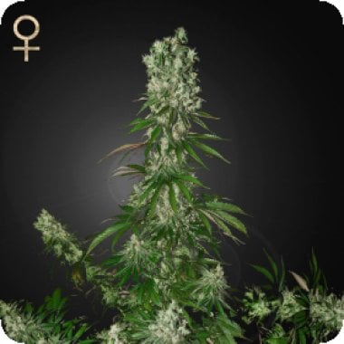 Strain Hunters Cannabis Seeds White Strawberry Skunk