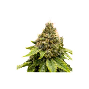 Super  Sativa  Club  Cannabis  Seeds  Karel  S  Dank