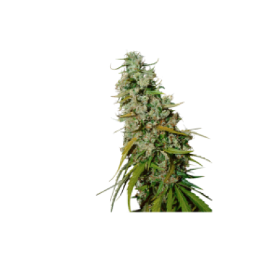 Super  Sativa  Club  Cannabis  Seeds  Kees  Old  School  Haze