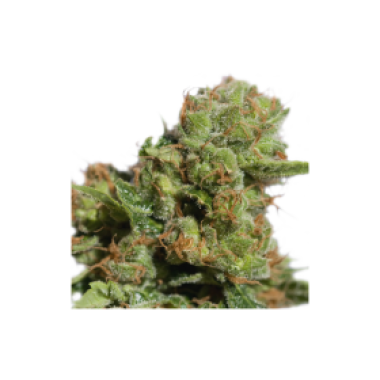 Super  Sativa  Seed  Club  Cannabis  Seeds  Auto  Bruce  Lemon  Diesel