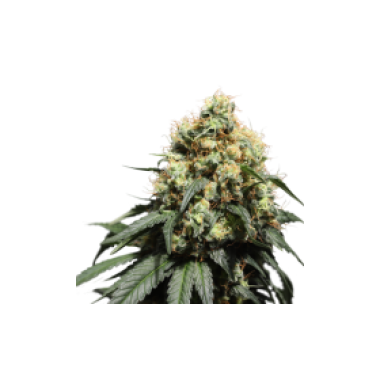 Super  Sativa  Seed  Club  Cannabis  Seeds  Bruce  Lemon  Diesel