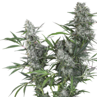 Super  Sativa  Seed  Club  Cannabis  Seeds  Creeper