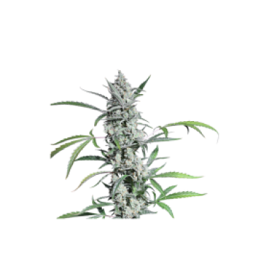 Super Sativa Seed Club Cannabis Seeds Fat Pete S Cookies Auto