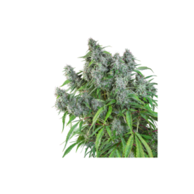 Super  Sativa  Seed  Club  Cannabis  Seeds  Frosty  Friday