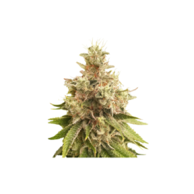 Super  Sativa  Seed  Club  Cannabis  Seeds  Golden  Apple  Haze