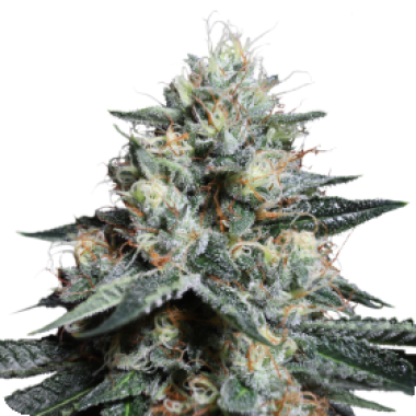 Super  Sativa  Seed  Club  Cannabis  Seeds  Lava  Freeze