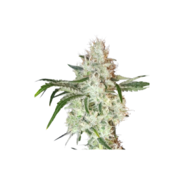 Super Sativa Seed Club Cannabis Seeds Lemon O G