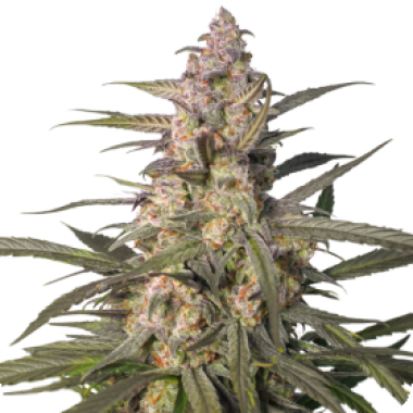 Super  Sativa  Seed  Club  Cannabis  Seeds  Northern  Dragon  Fuel  Auto