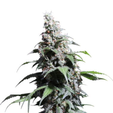 Super  Sativa  Seed  Club  Cannabis  Seeds  Pineapple  Poison