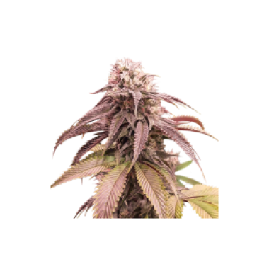 Super  Sativa  Seed  Club  Cannabis  Seeds  Strawberry  Cookies