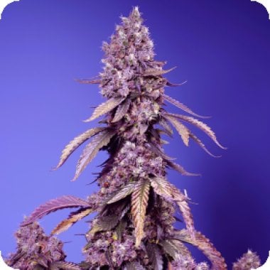 Sweet  Cannabis  Seeds  Black  Muffin  F1  Fast  Version