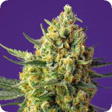 Sweet Cannabis Seeds Crystal Candy Xl Auto