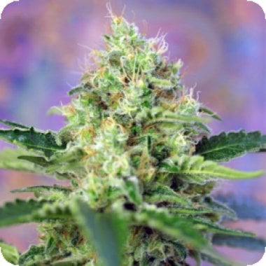 Sweet  Cannabis  Seeds  Crystal  Candy