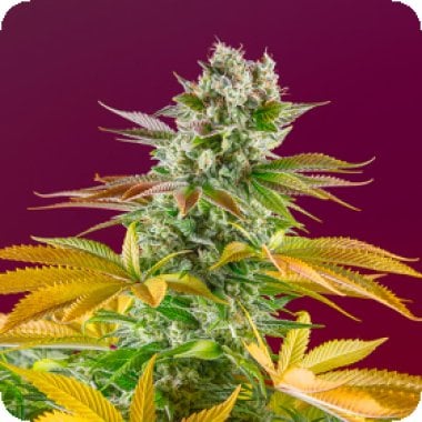 Sweet  Cannabis  Seeds  Gorilla  Girl  F1  Fast  Version