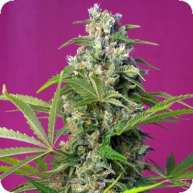 Sweet  Cannabis  Seeds  Gorilla  Girl