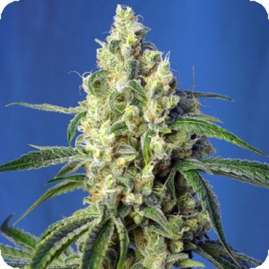 Sweet  Cannabis  Seeds  Green  Poison  Cbd