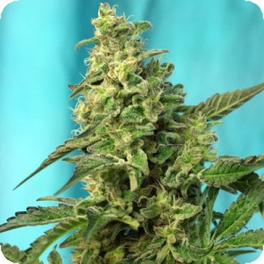 Sweet  Cannabis  Seeds  Green  Poison  Fast  Version