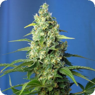 Sweet Cannabis Seeds Honey Peach Auto Cbd