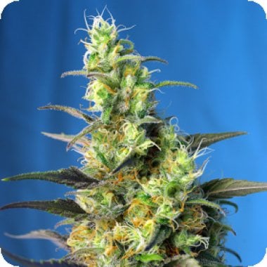 Sweet  Cannabis  Seeds  Ice  Cool  Cbd