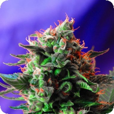 Sweet  Cannabis  Seeds  Jack 47