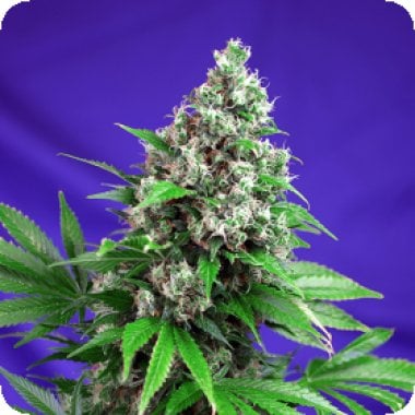 Sweet  Cannabis  Seeds  Killer  Kush  Fast  Version