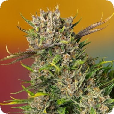 Sweet Cannabis Seeds Papaya Zoap Auto