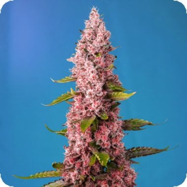 Sweet  Cannabis  Seeds  Red  Hot  Cookies