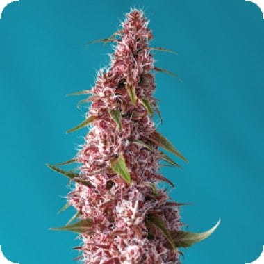 Sweet Cannabis Seeds Red Pure Auto Cbd