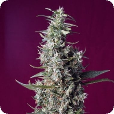 Sweet  Cannabis  Seeds  Sweet  Cherry  Pie