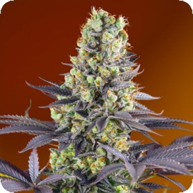 Sweet  Cannabis  Seeds  Sweet  Zkittlez