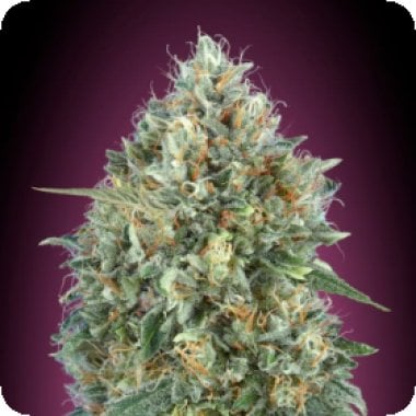 Tastebudz  Cannabis  Seeds  Biscotti 33  Auto