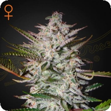 Tastebudz  Cannabis  Seeds  Black  Apple  Fritter  Auto