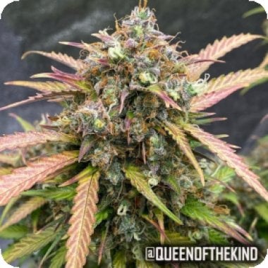 Tastebudz Cannabis Seeds Bubble Runtz Auto