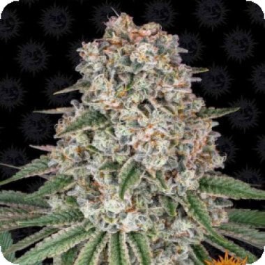 Tastebudz  Cannabis  Seeds  Critical  Banana  Smoothie  Auto