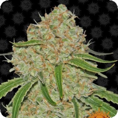 Tastebudz  Cannabis  Seeds  Mac  Muffin  Auto