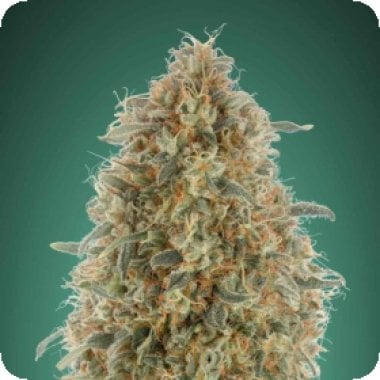 Tastebudz  Cannabis  Seeds  Mac  Muffin