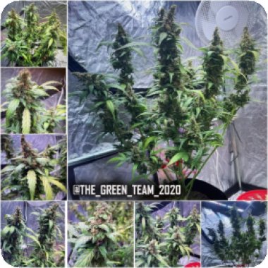 Tastebudz  Cannabis  Seeds  Peanut  Butter  Cookies  Auto