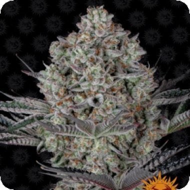 Tastebudz  Cannabis  Seeds  Reefereshers