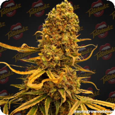 Tastebudz  Cannabis  Seeds  Vanilla  Frosting  Auto