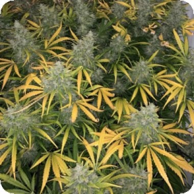 Tastebudz  Cannabis  Seeds  Vanilla  Frosting