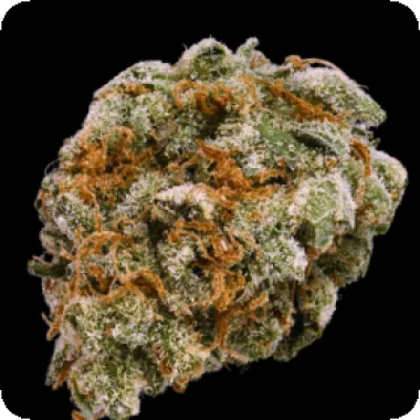 Terp  Farmz  Cannabis  Seeds  Mint  Trufflez
