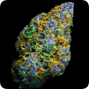 Terp  Farmz  Cannabis  Seeds  Wagyu  Donutz