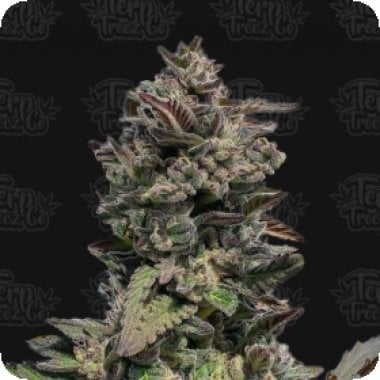 Terp Treez Co Cannabis Seeds Auto Forbidden Mints