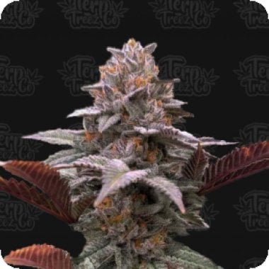 Terp Treez Co Cannabis Seeds Auto Oreoz X Orange Punch