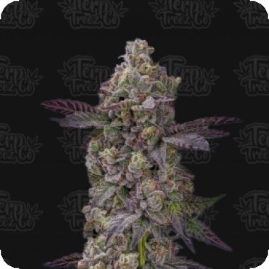 Terp Treez Co Cannabis Seeds Auto Tre Lime Sorbetto